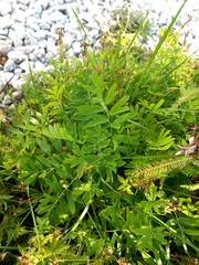 Sibbaldianthe bifurca