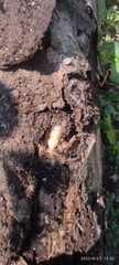 Coleoptera