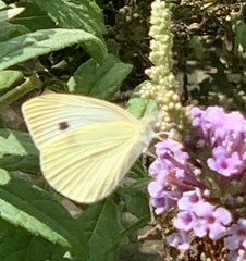 Pieris rapae