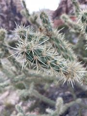 Cylindropuntia acanthocarpa