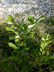 Salix caprea