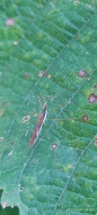 Reduviidae
