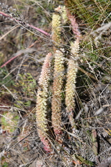 Orostachys spinosa