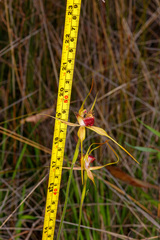 Caladenia pectinata