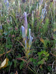 Gentianopsis barbata