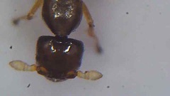 Pseudidarnes minerva