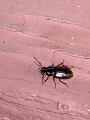 Stenolophus ochropezus