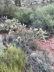 Cylindropuntia acanthocarpa