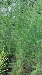 Eupatorium capillifolium