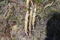 Orostachys spinosa