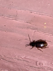 Stenolophus ochropezus