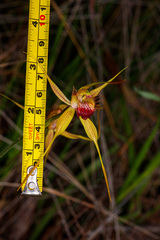Caladenia pectinata