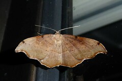 Sarisa muriferata