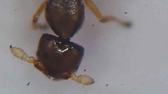 Pseudidarnes minerva