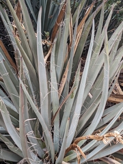 Yucca baccata