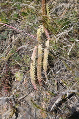 Orostachys spinosa