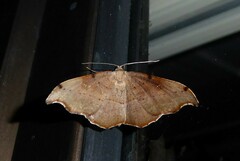 Sarisa muriferata