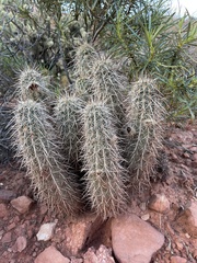 Echinocereus engelmannii engelmannii