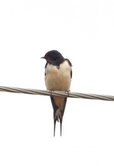 Hirundo rustica