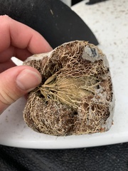 Barringtonia asiatica