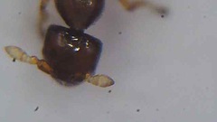 Pseudidarnes minerva