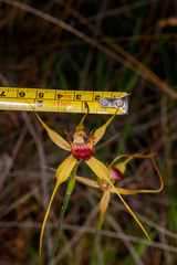 Caladenia pectinata