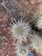 Echinocereus engelmannii engelmannii