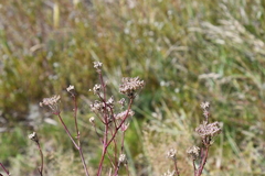 Kitagawia baicalensis