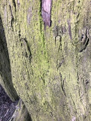 Chrysothrix candelaris