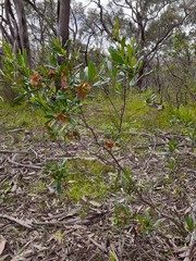 Dodonaea viscosa spatulata