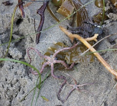 Ophiothrix spiculata