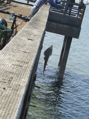 Pseudobatos productus