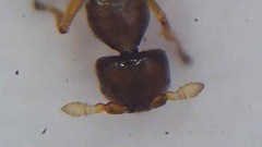 Pseudidarnes minerva