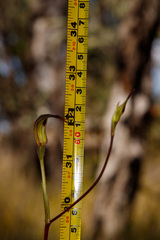 Caladenia