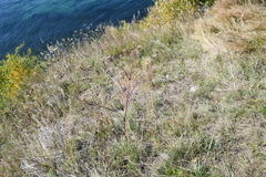 Kitagawia baicalensis