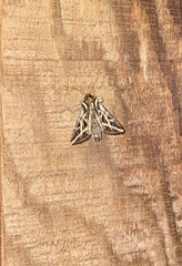 Dargida procinctus