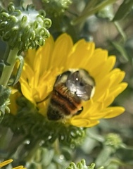 Bombus huntii