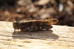 Trimerotropis verruculata