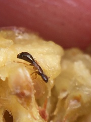 Pseudidarnes minerva