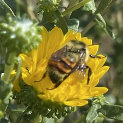 Bombus huntii