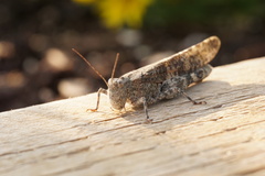 Trimerotropis verruculata