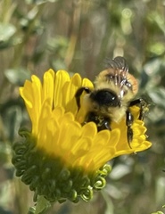 Bombus huntii