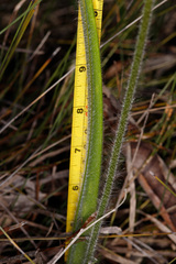 Caladenia