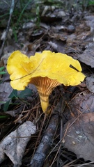 Cantharellus enelensis