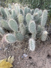 Opuntia polyacantha erinacea