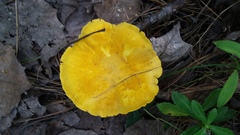 Cantharellus enelensis