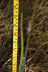 Caladenia