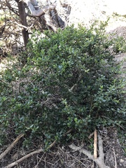Ceanothus thyrsiflorus