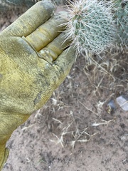Opuntia polyacantha erinacea