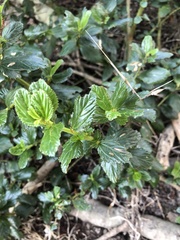 Ceanothus thyrsiflorus